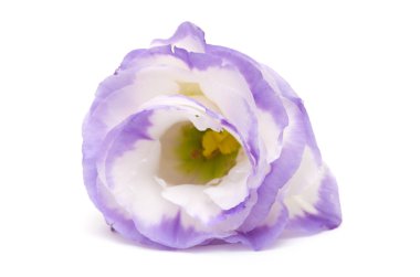 beyaz izole alacalı eustoma çiçek