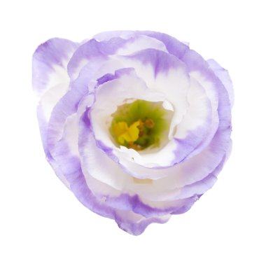 beyaz izole alacalı eustoma çiçek