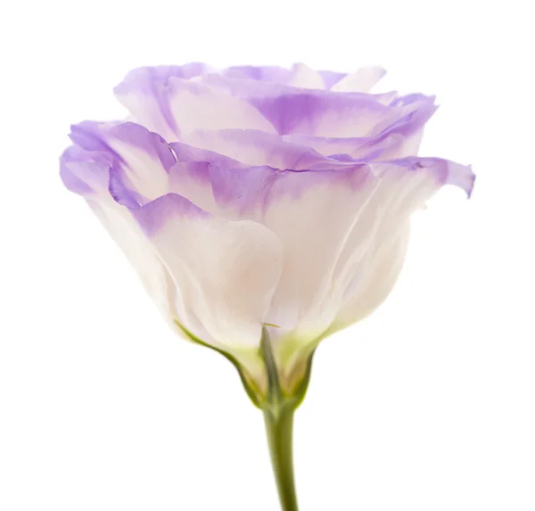 Flor de eustoma variegado isolado em branco — Fotografia de Stock