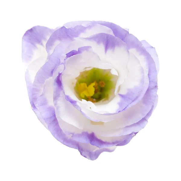 Flor de eustoma variegado isolado em branco — Fotografia de Stock