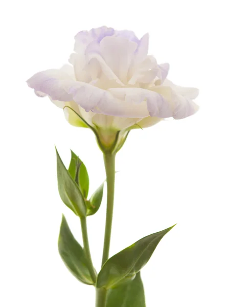 Variegated eustoma flower isolated on white — Stock Photo, Image