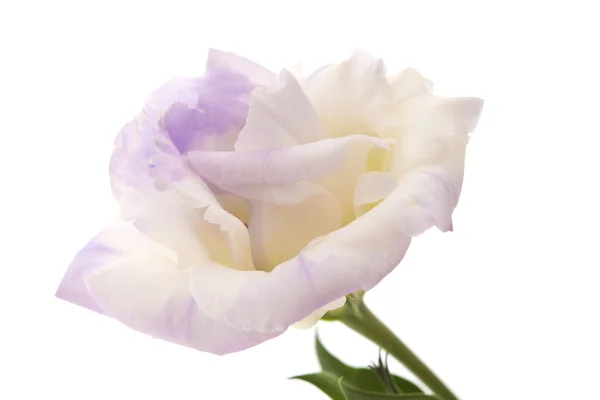 Variegated eustoma flower isolated on white — Stock Photo, Image