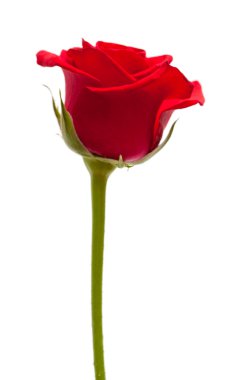 Beyaz üzerine izole kırmızı güller