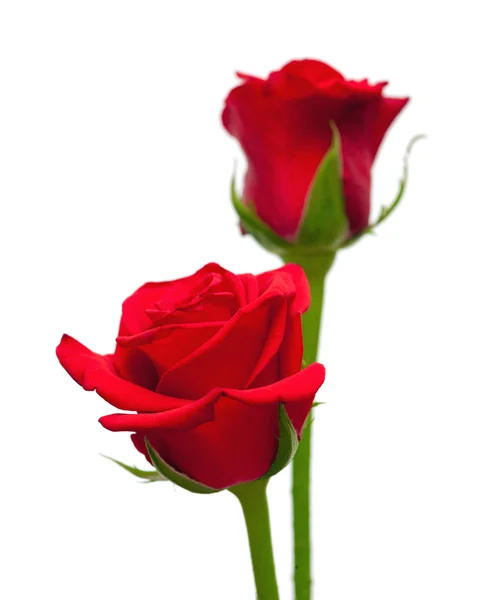 Красные розы изолированы на белом — стоковое фото