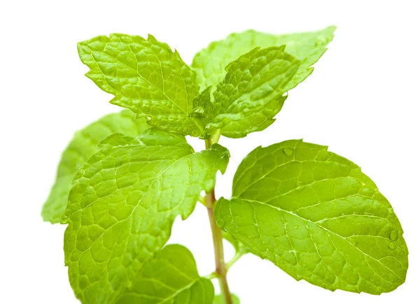 Mint isolated — Stock Photo, Image