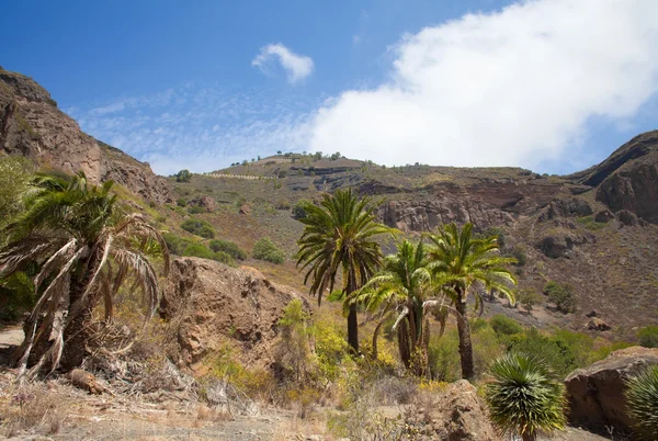 Gran Canaria, Caldera de Bandama — Stockfoto