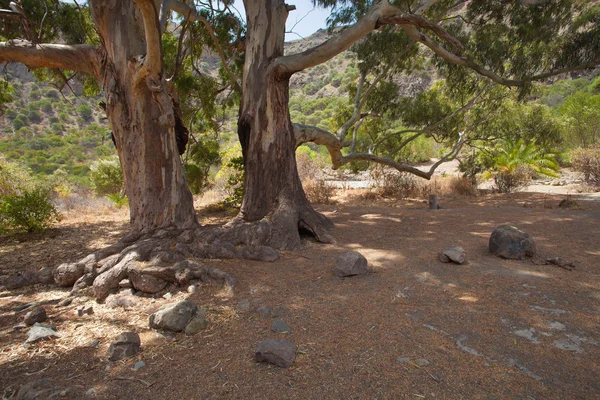 Gran Canaria, Caldera de Bandama, — Foto Stock