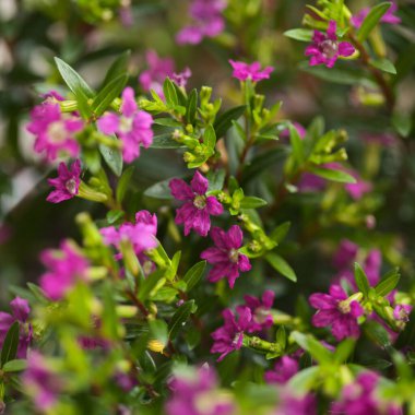 Cuphea hyssopifolia 'nın mor çiçekleri, sahte kenevir, doğal makro çiçekli arka plan 