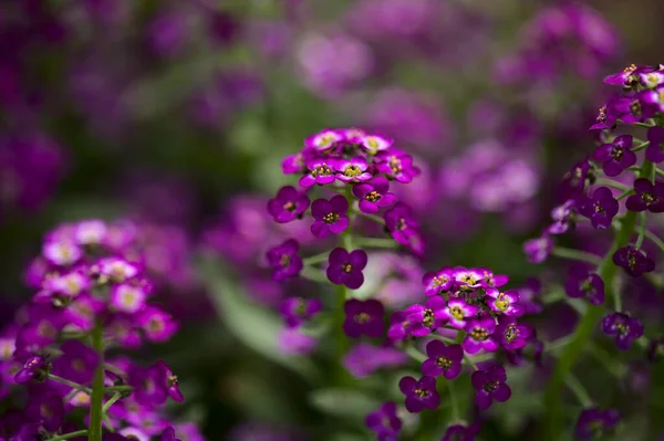 Virágzó Kert Változatos Lobularia Maritima Édes Alyssum Természetes Makrovirág Háttér — Stock Fotó