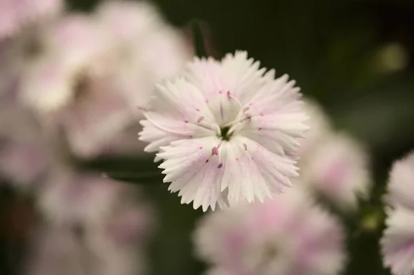 Petites Fleurs Oeillet Jardin Avec Cinq Pétales Dentelés Macro Fond — Photo