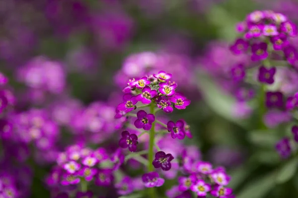 Floración Jardín Variedad Lobularia Maritima Dulce Alyssum Fondo Macro Floral —  Fotos de Stock