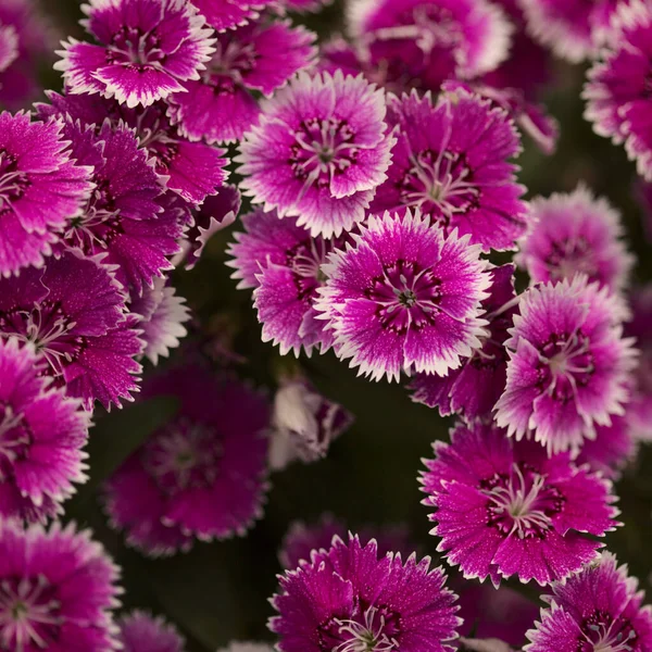 Pequeño Jardín Flores Clavel Con Cinco Pétalos Dentados Macro Fondo — Foto de Stock