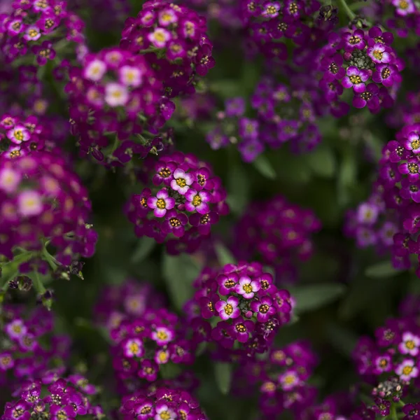花の庭の品種ロブリア マリティマ 甘いアリススム自然マクロ花の背景 — ストック写真