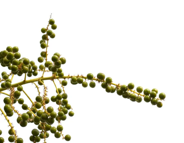 Flora Van Gran Canaria Dracaena Draco Canarische Drakenboom Groen Fruitisol — Stockfoto