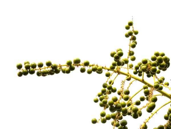 Flora Gran Canarii Dracaena Draco Smocze Drzewo Wysp Kanaryjskich Zielone — Zdjęcie stockowe