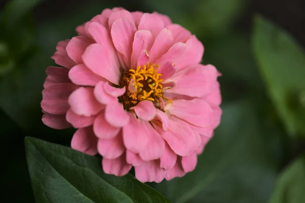 Zinniaの丸い陽気な花 自然なマクロの花の背景 — ストック写真