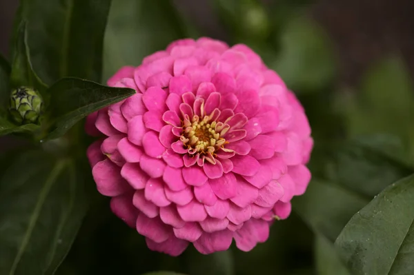 Ronde Vrolijke Bloemen Van Zinnia Natuurlijke Macro Bloemen Achtergrond — Stockfoto