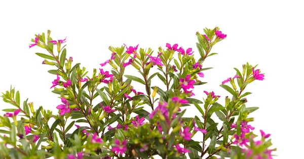 Purple Flowers Cuphea Hyssopifolia False Heather Isolated White Background — Stock Photo, Image