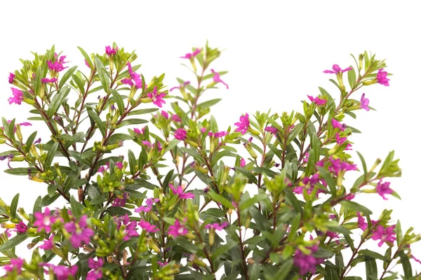 Flores Roxas Cuphea Hyssopifolia Falsa Urze Isolado Fundo Branco — Fotografia de Stock