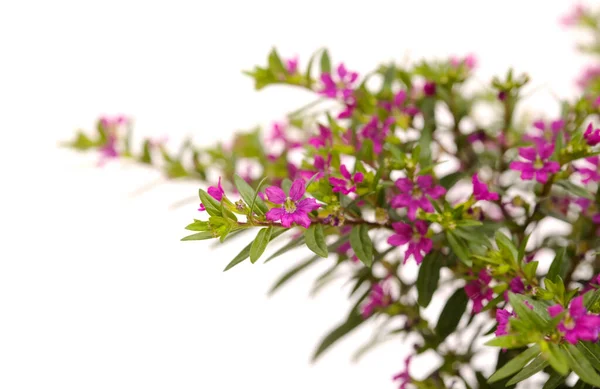 Fleurs Pourpres Cuphea Hyssopifolia Fausse Bruyère Isolées Sur Fond Blanc — Photo