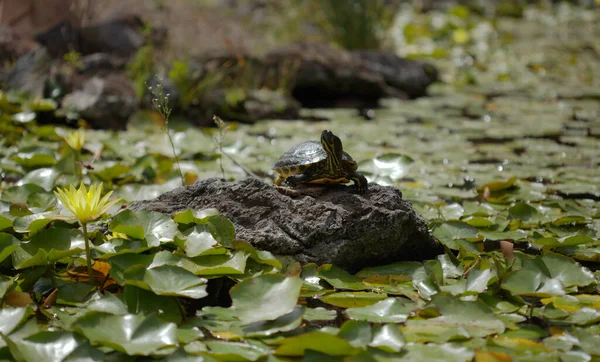 Sárga Hasú Csúszó Teknős Trachemys Scripta Scripta Egy Liliom Trachemys — Stock Fotó