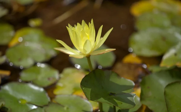 Natural Macro Floral Background Flowering Yellow Waterlily — Stock Photo, Image