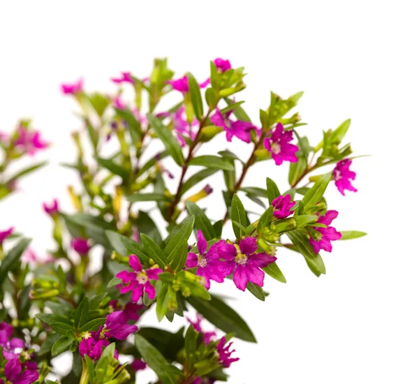 Flores Púrpuras Cuphea Hyssopifolia Falso Brezo Aislado Sobre Fondo Blanco —  Fotos de Stock