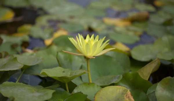 Натуральный Макро Цветочный Фон Цветущей Желтой Водянистой Лилилией — стоковое фото