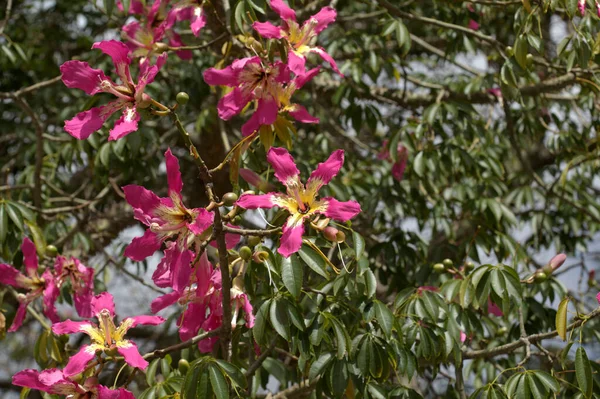 凤梨花 蚕丝牙线树 天然大花背景 — 图库照片