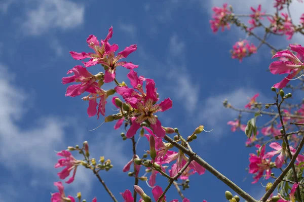 Flores Rosadas Ceiba Speciosa Hilo Seda Fondo Macro Floral Natural —  Fotos de Stock