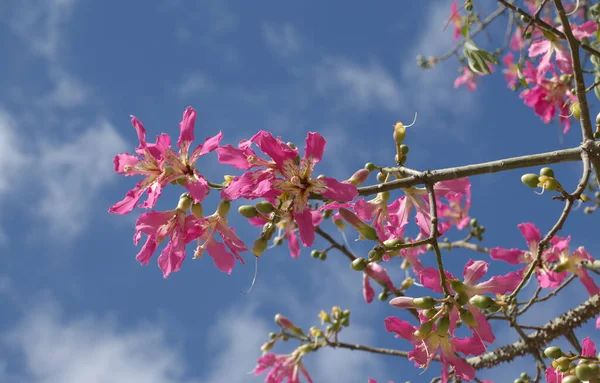 Ceiba Specosa 'nın pembe çiçekleri, ipek diş ipi ağacı, doğal makro çiçek arkaplanı.