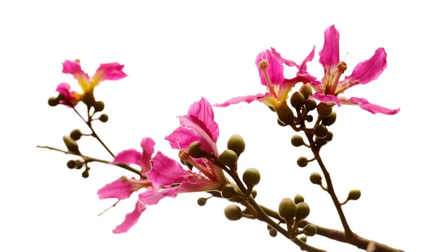 Flores Cor Rosa Ceiba Speciosa Árvore Fio Dental Seda Fundo — Fotografia de Stock
