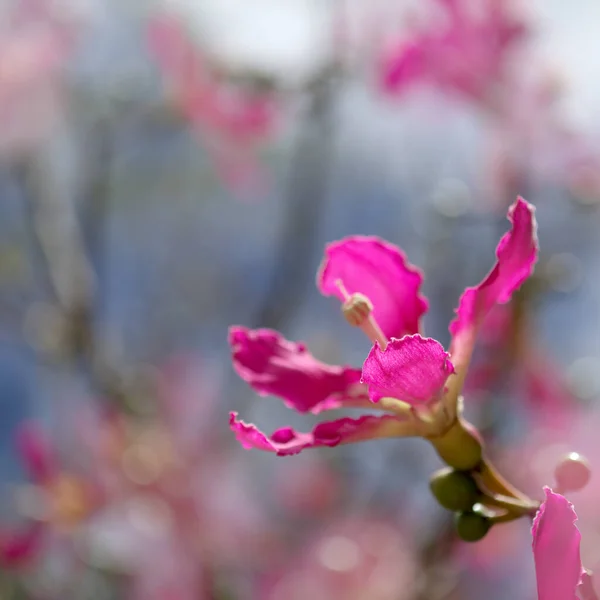 Růžové Květy Ceiba Speciosa Hedvábné Nitě Strom Přírodní Makrokvětinové Pozadí — Stock fotografie