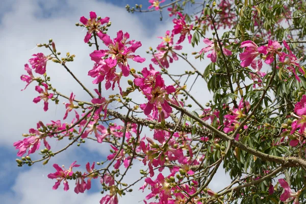 Flores Rosadas Ceiba Speciosa Hilo Seda Fondo Macro Floral Natural —  Fotos de Stock