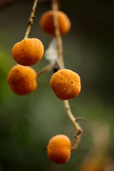 Flora Gran Canarii Mały Pomarańczowy Owoc Arbutus Canariensis Madron Kanaryjski — Zdjęcie stockowe