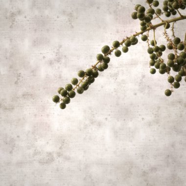 Dracaena draco, Kanarya Adaları ejderha ağacı, yeşil meyve