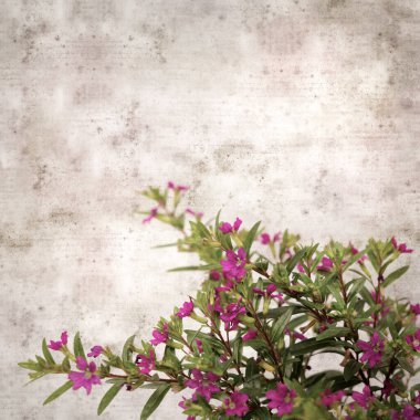 Kare biçiminde eski kağıt kaplama arka planda çiçek açan Cuphea hissopifolia, sahte kenevir