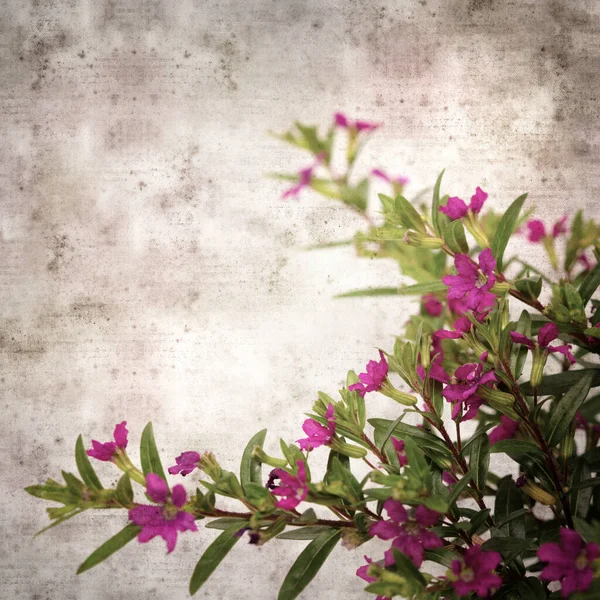 開花と正方形スタイリッシュな古いテクスチャ紙の背景 Cuphea Hyssoifolia False Hether — ストック写真