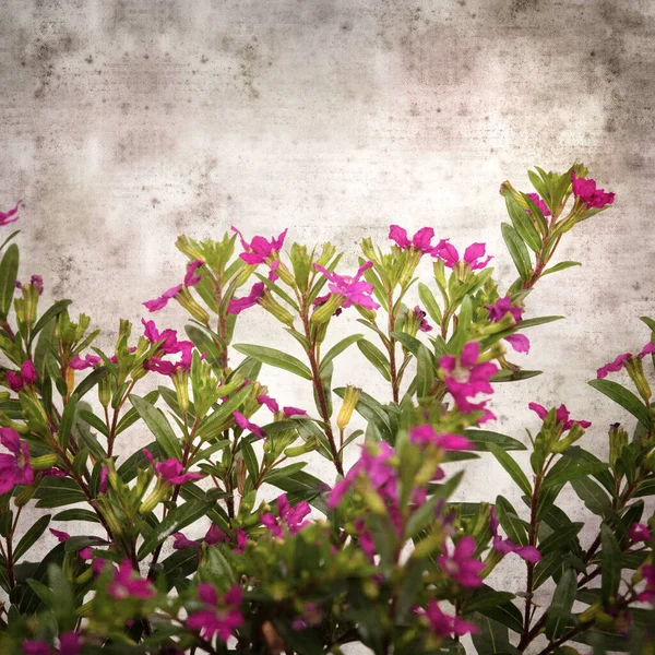Cuadrado Elegante Viejo Texturizado Fondo Papel Con Flores Cuphea Hyssopifolia — Foto de Stock