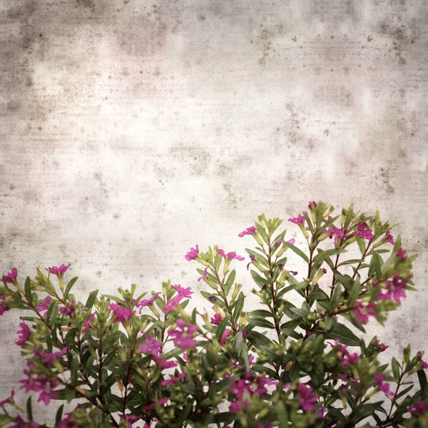 Čtvercový Stylový Starý Texturovaný Papír Pozadí Kvetoucí Cuphea Hyssopifolia Falešné — Stock fotografie
