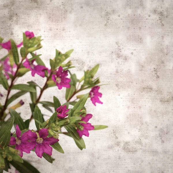 開花と正方形スタイリッシュな古いテクスチャ紙の背景 Cuphea Hyssoifolia False Hether — ストック写真