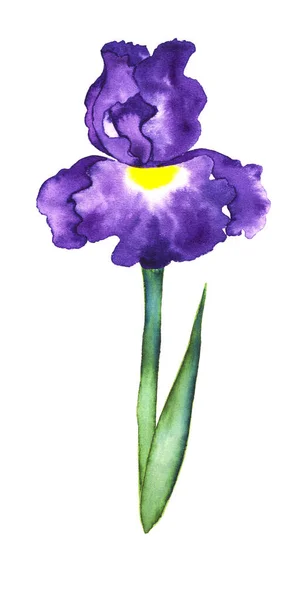 Belle Fleur Iris Stylisée Aquarelle Sur Fond Blanc — Photo