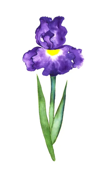 Belle Fleur Iris Stylisée Aquarelle Sur Fond Blanc — Photo