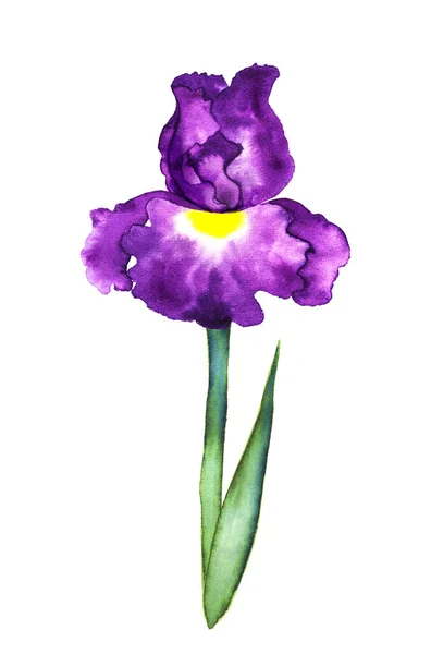 Vacker Stiliserad Iris Blomma Akvarell Vit Bakgrund — Stockfoto
