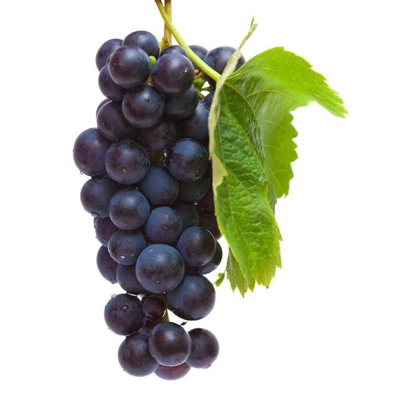 Raisins noirs isolés — Photo