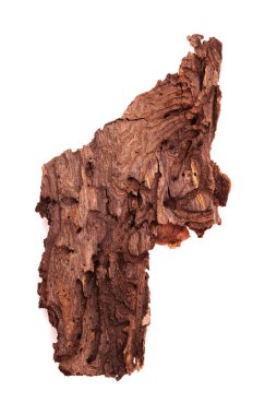 Pinus kanaryasının kabuğu, ateşe dayanıklı kanarya çamı, orman yangınında zarar görmüş ve sonuç olarak da doğal arka plan Bark böcekleri tarafından zarar görmüş.