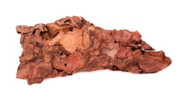 Pinus kanaryasının kabuğu, ateşe dayanıklı kanarya çamı, orman yangınında zarar görmüş ve sonuç olarak da doğal arka plan Bark böcekleri tarafından zarar görmüş.