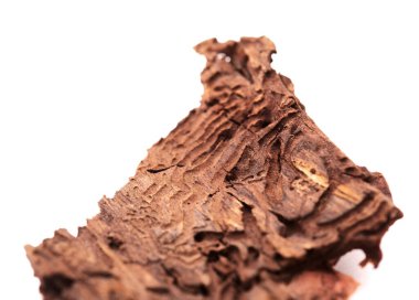 Pinus kanaryasının kabuğu, ateşe dayanıklı kanarya çamı, orman yangınında zarar görmüş ve sonuç olarak da doğal arka plan Bark böcekleri tarafından zarar görmüş.