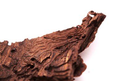 Pinus kanaryasının kabuğu, ateşe dayanıklı kanarya çamı, orman yangınında zarar görmüş ve sonuç olarak da doğal arka plan Bark böcekleri tarafından zarar görmüş.