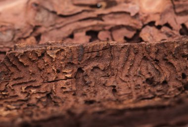 Pinus kanaryasının kabuğu, ateşe dayanıklı kanarya çamı, orman yangınında zarar görmüş ve sonuç olarak da doğal arka plan Bark böcekleri tarafından zarar görmüş.